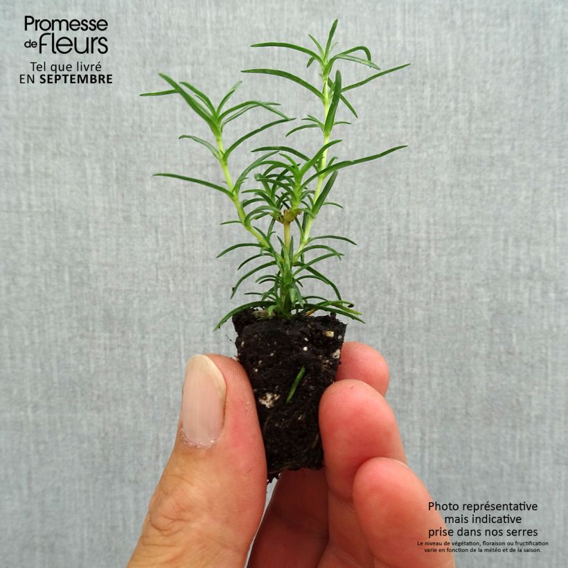 Example of Phlox mousse Amazing Grace - Phlox subulata Mini-motte Ø 1,5/2,5 cm as you get in automne