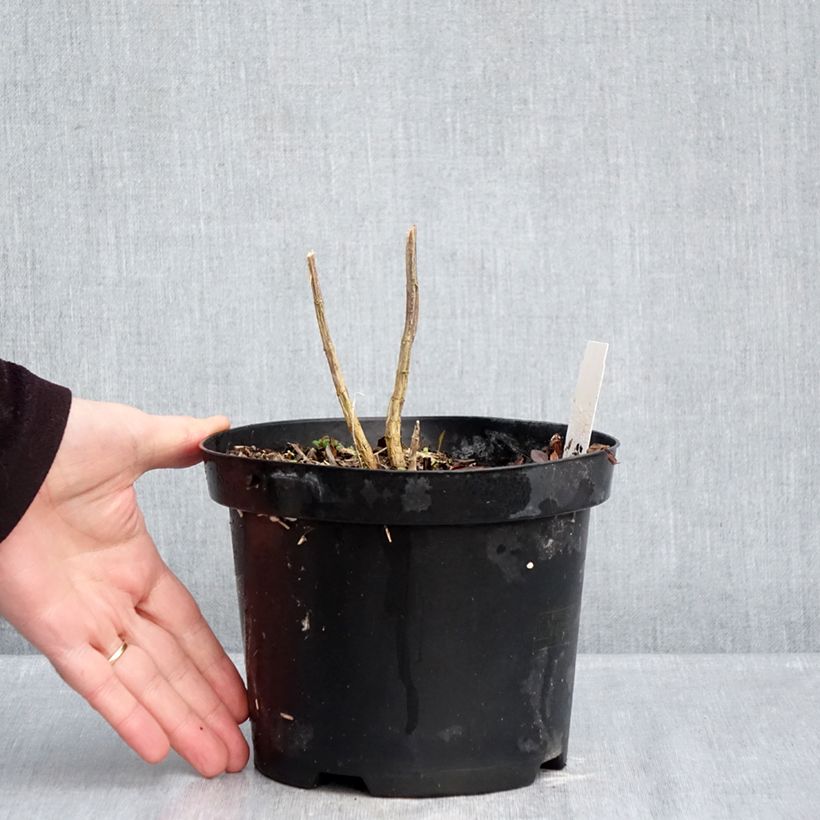 Example of Phlox paniculata Adinda Pot de 2L/3L as you get in hiver