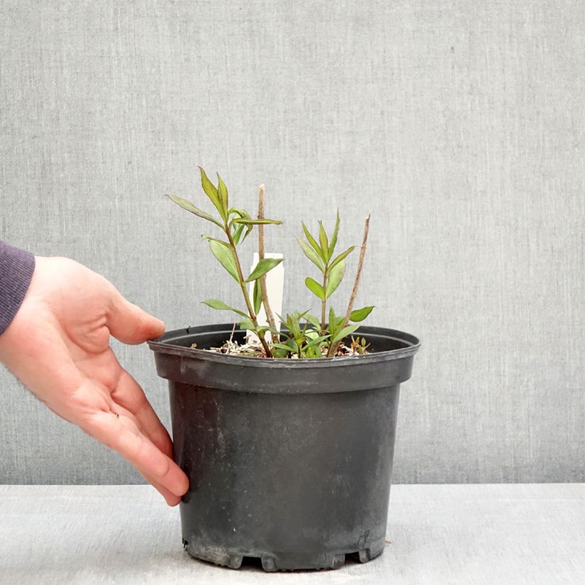 Spécimen de Phlox paniculata Adinda Pot de 2L/3L tel que livré au printemps