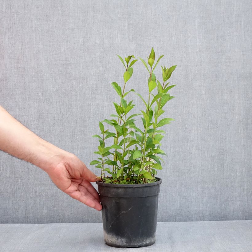 Spécimen de Phlox paniculata Aureole Pot de 2L/3L tel que livré au printemps