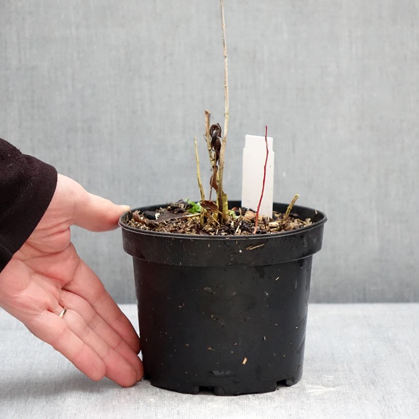 Example of Phlox paniculata Bambini Candy Crush Pot de 2L/3L as you get in hiver