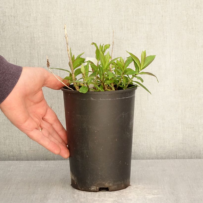 Spécimen de Phlox paniculata Bambini Candy Crush Pot de 2L/3L tel que livré au printemps