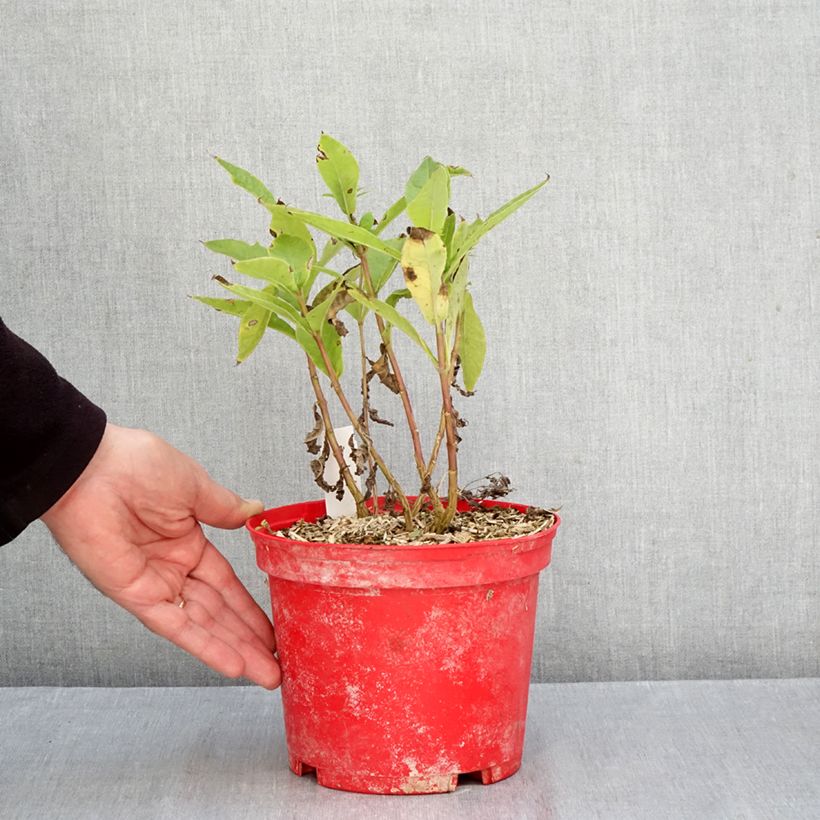 Example of Phlox paniculata Bambini Candy Crush Racines nues, Qualité Extra équivalant à un pot de 2L as you get in automne