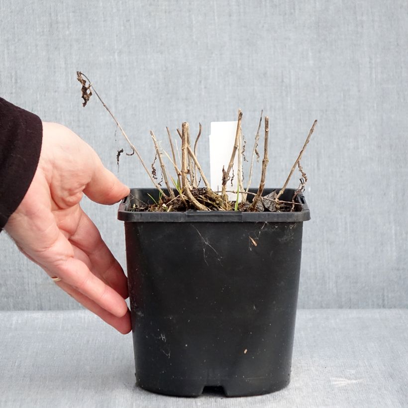 Example of Phlox paniculata Bambini Desire Pot de 2L/3L as you get in hiver