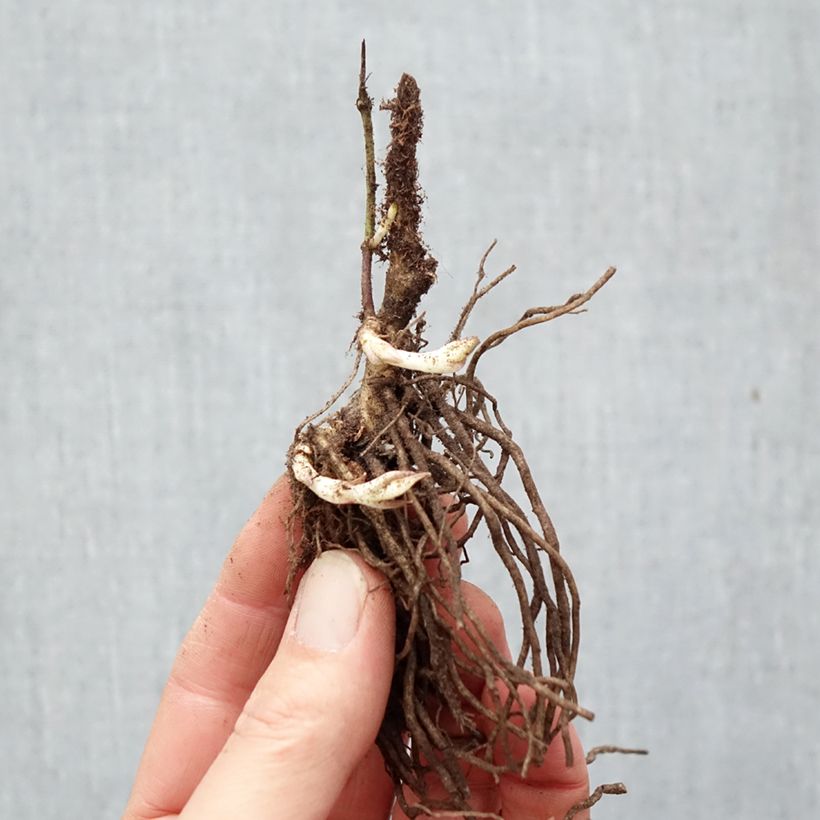 Spécimen de Phlox paniculata Bambini Desire Racines nues, Qualité Extra équivalant à un pot de 2L tel que livré en hiver