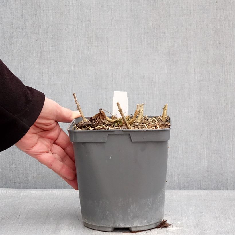 Example of Phlox paniculata Bambini Primadonna Pot de 2L/3L as you get in hiver