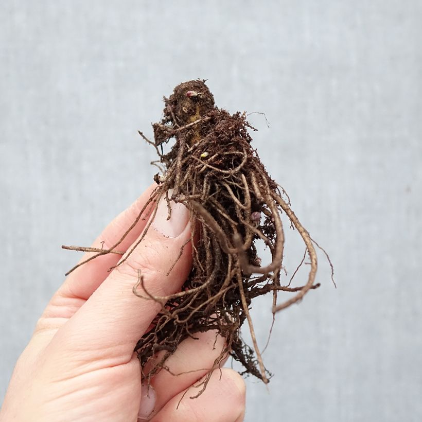Spécimen de Phlox paniculata Bambini Primadonna Racines nues, Qualité Extra équivalant à un pot de 2L tel que livré en hiver