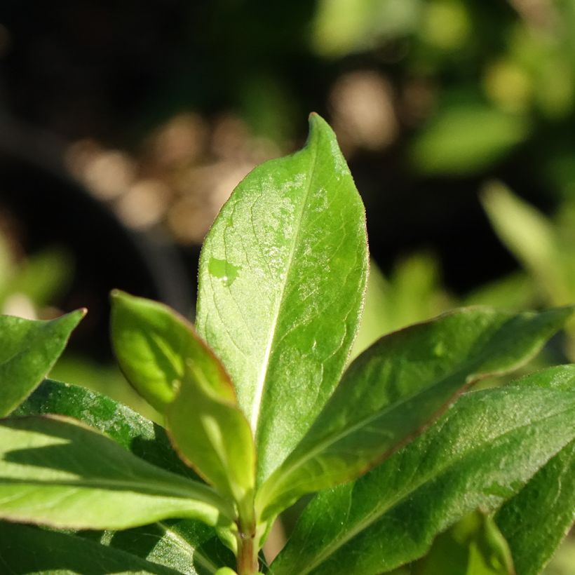 Phlox paniculata Bambini Sweet Tart (Feuillage)