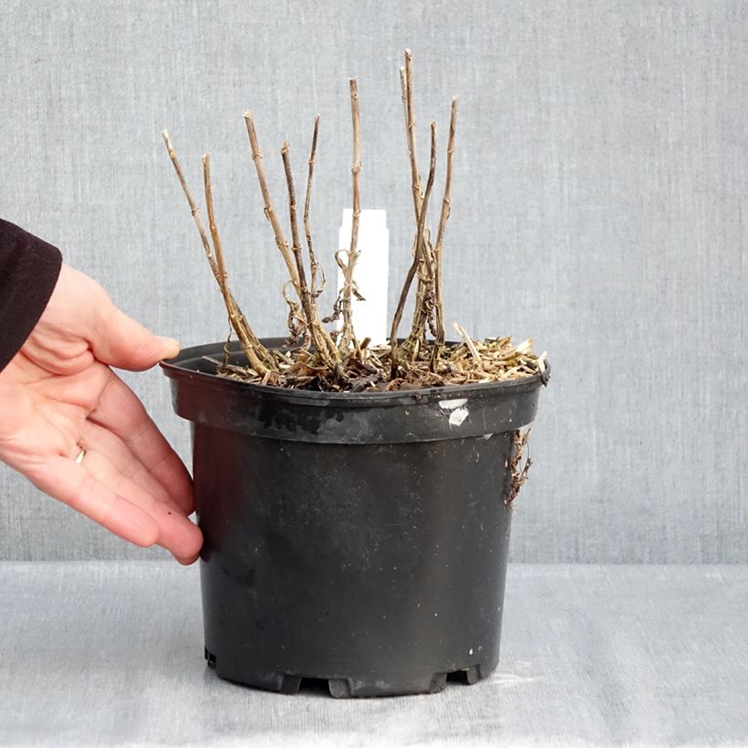 Example of Phlox paniculata Bambini Sweet Tart Pot de 2L/3L as you get in hiver