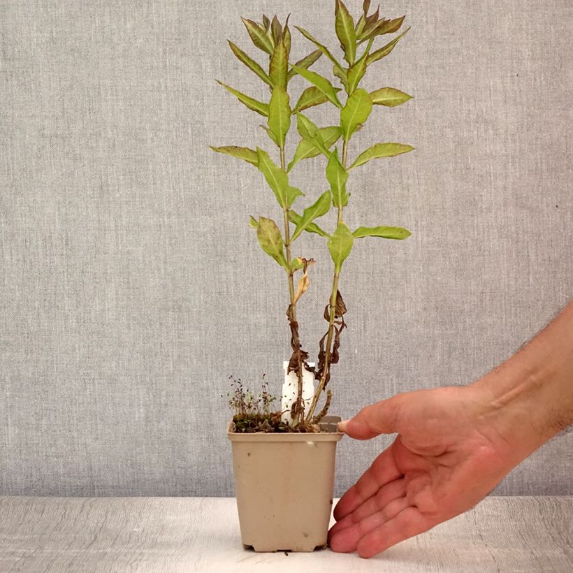 Spécimen de Phlox paniculata Blind Lion Godet de 8/9 cm tel que livré en été