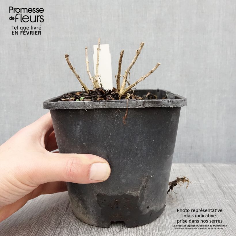 Spécimen de Phlox paniculata Butonik Pot de 2L/3L tel que livré en hiver