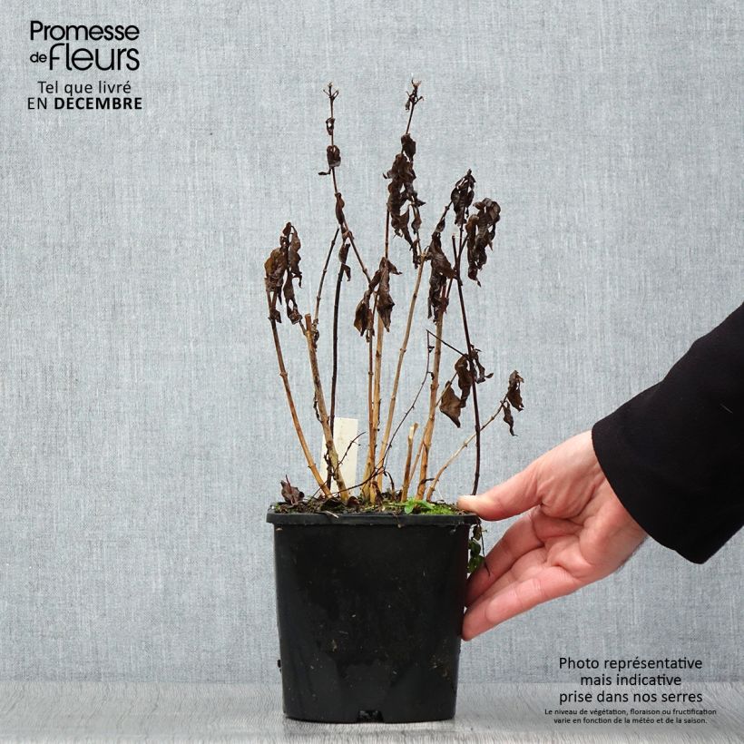 Spécimen de Phlox paniculata Famous Light Pink Pot de 2L/3L tel que livré en hiver