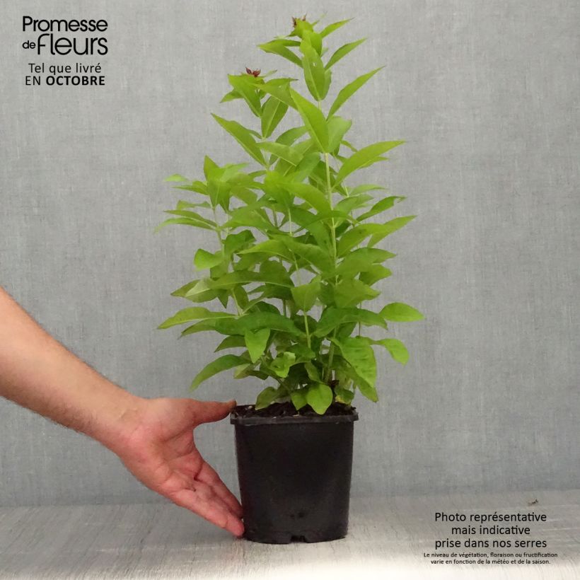 Spécimen de Phlox paniculata Famous Purple Pot de 2L/3L tel que livré en automne