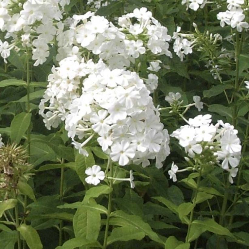 Phlox paniculata Fujiyama (Plant habit)