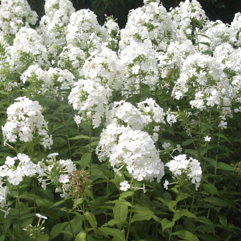 Phlox paniculata Fujiyama (Flowering)