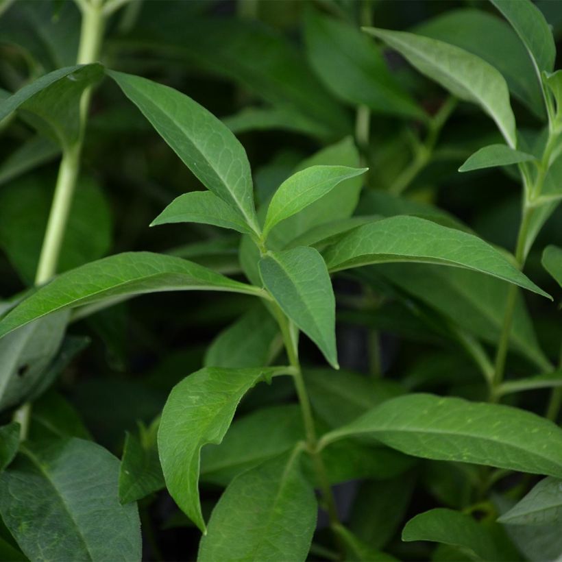 Phlox paniculata Fujiyama (Foliage)