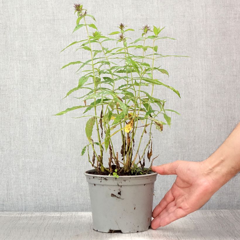 Spécimen de Phlox paniculata Hesperis Pot de 2L/3L tel que livré en été