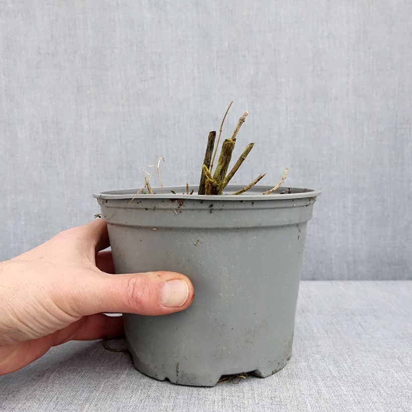 Spécimen de Phlox paniculata Hesperis Pot de 2L/3L tel que livré en hiver