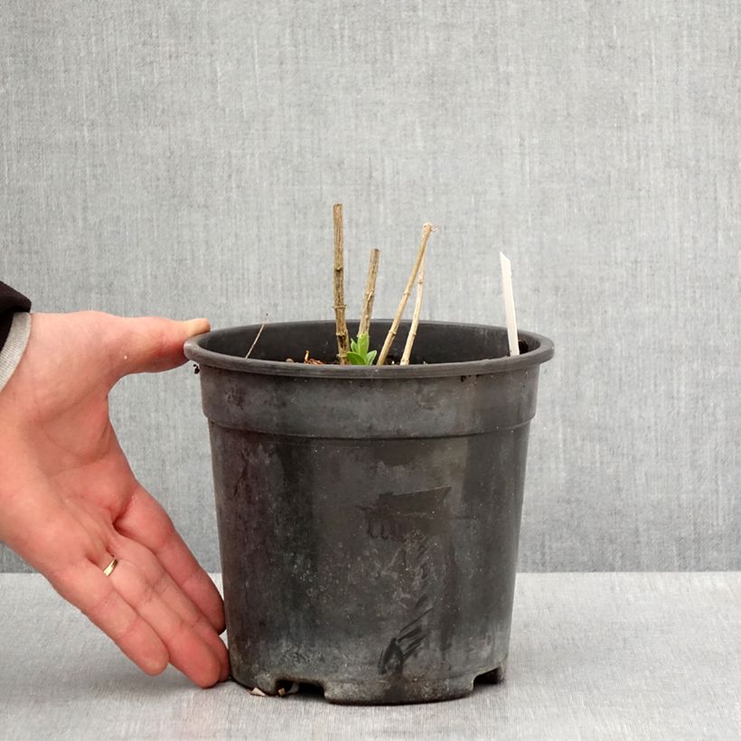 Example of Phlox paniculata Jade - Phlox paniculé Pot de 2L/3L as you get in printemps