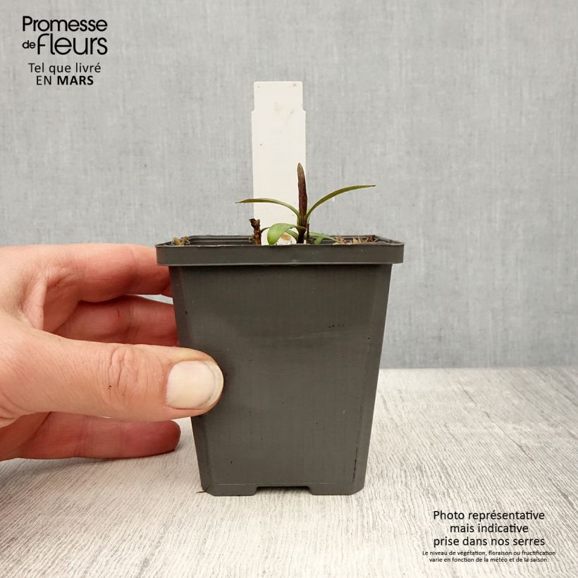 Example of Phlox paniculata Jeana - Phlox paniculé bleu lavande pâle Godet de 8/9 cm as you get in printemps