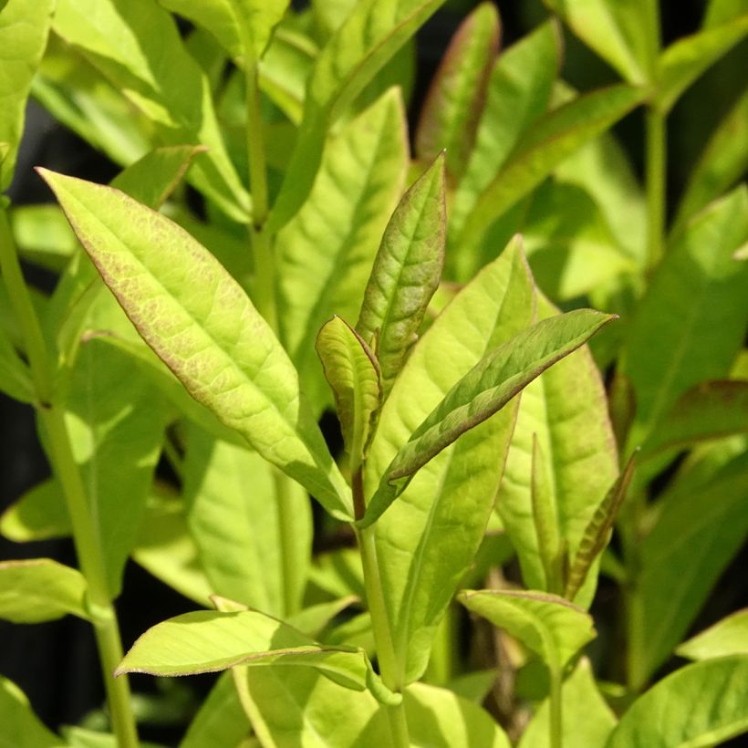 Phlox paniculata Little Laura (Feuillage)