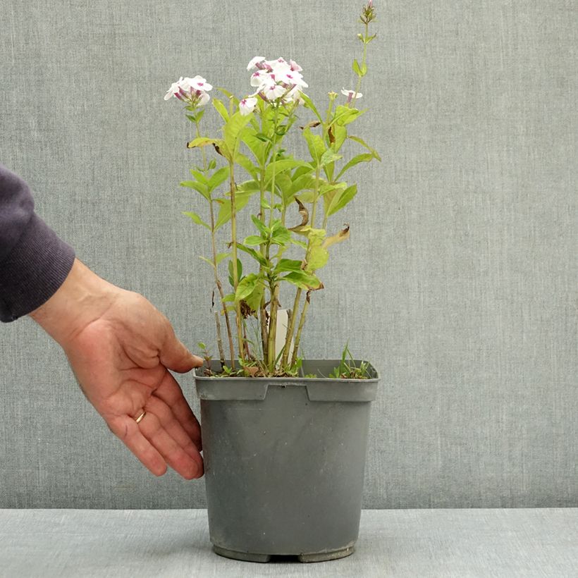 Spécimen de Phlox paniculata Mike's Favourite Pot de 2L/3L tel que livré en été