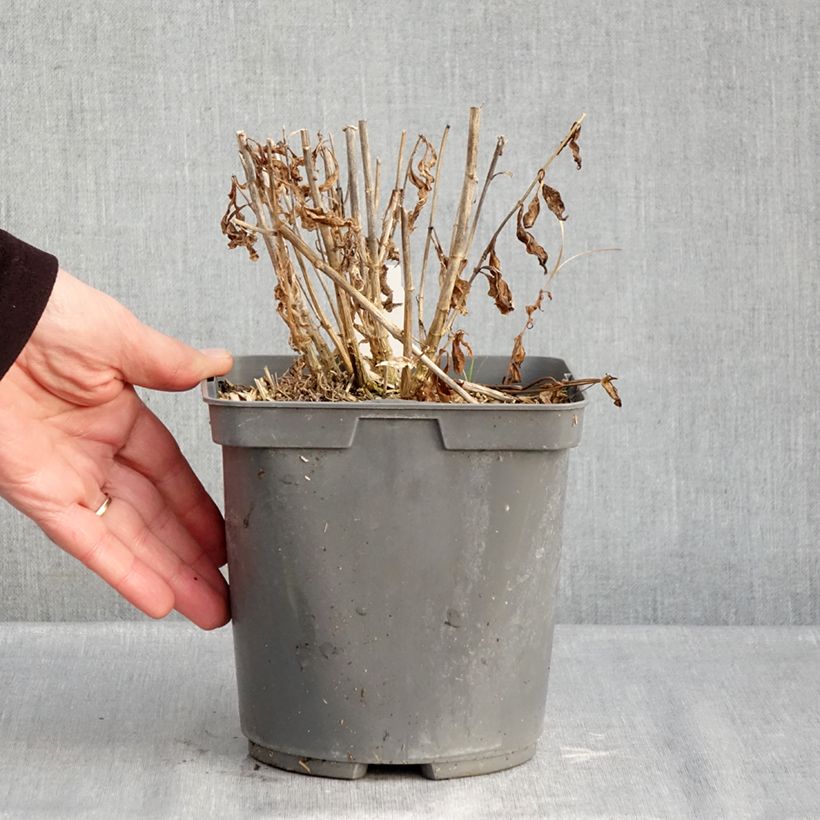 Example of Phlox paniculata Mike's Favourite Pot de 2L/3L as you get in hiver