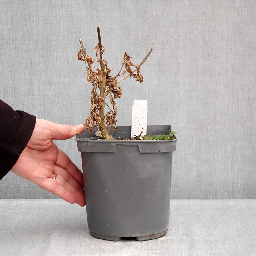 Spécimen de Phlox paniculata Modern Art Pot de 2L/3L tel que livré en hiver