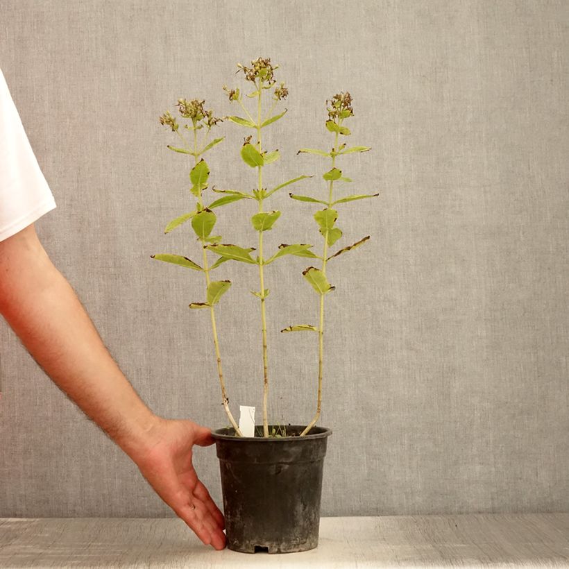 Spécimen de Phlox paniculata Mystic Green Pot de 2L/3L tel que livré en été