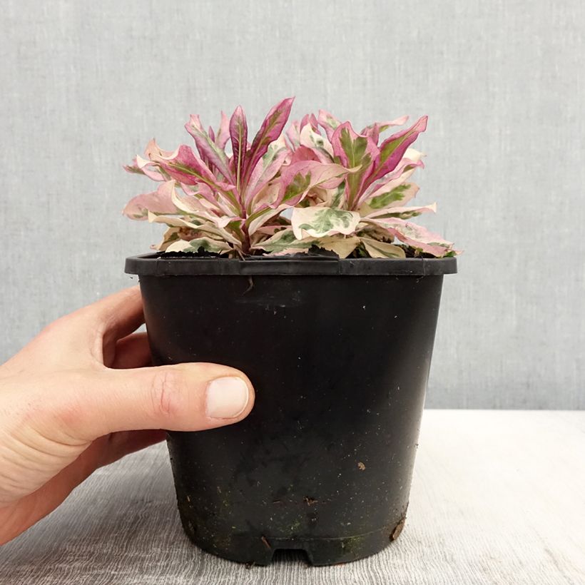 Example of Phlox paniculata Olympus Pot de 1,5L/2L as you get in printemps