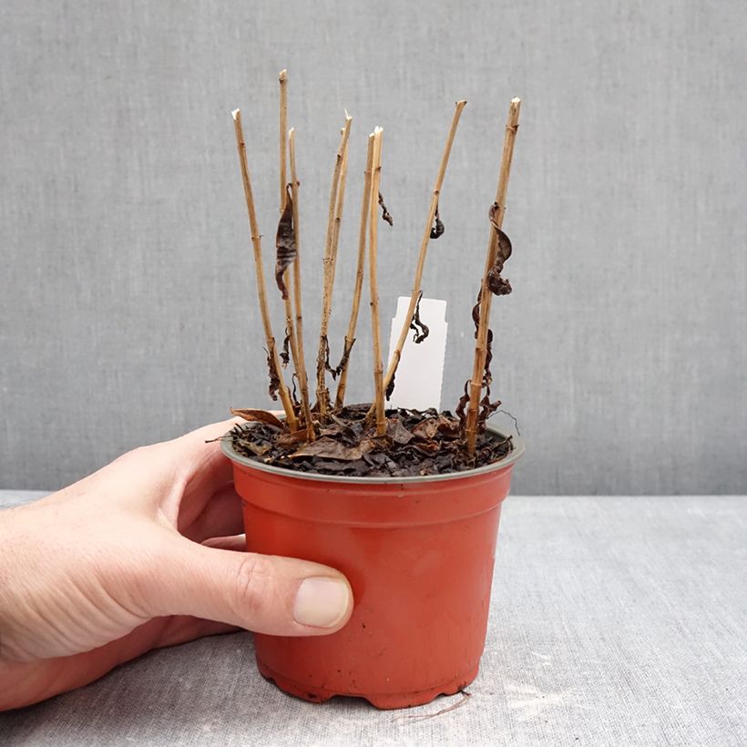 Spécimen de Phlox paniculata Orchid Green - Phlox paniculé Pot de 12 cm / 13 cm tel que livré en hiver