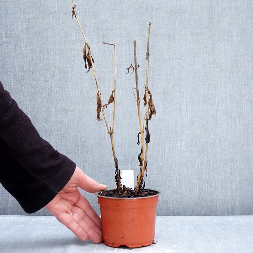 Spécimen de Phlox paniculata Orchid Yellow - Phlox paniculé Pot de 12 cm / 13 cm tel que livré en hiver