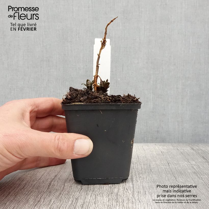 Example of Phlox paniculata Pink Eye Flame Godet de 8/9 cm as you get in hiver