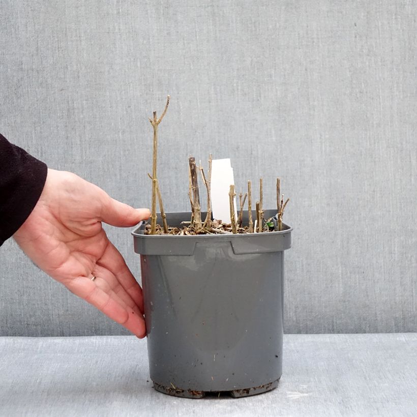 Example of Phlox paniculata Sherbet Blend® - Phlox paniculé vert anis et rose violacé Pot de 2L/3L as you get in hiver