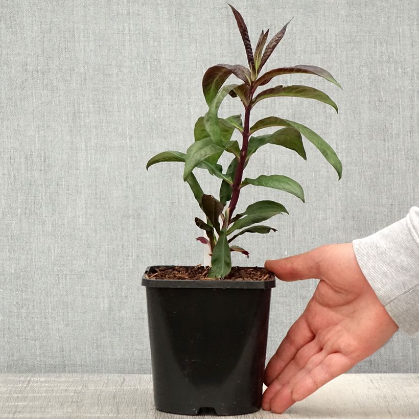 Example of Phlox paniculata Starfire Pot de 1,5L/2L as you get in printemps