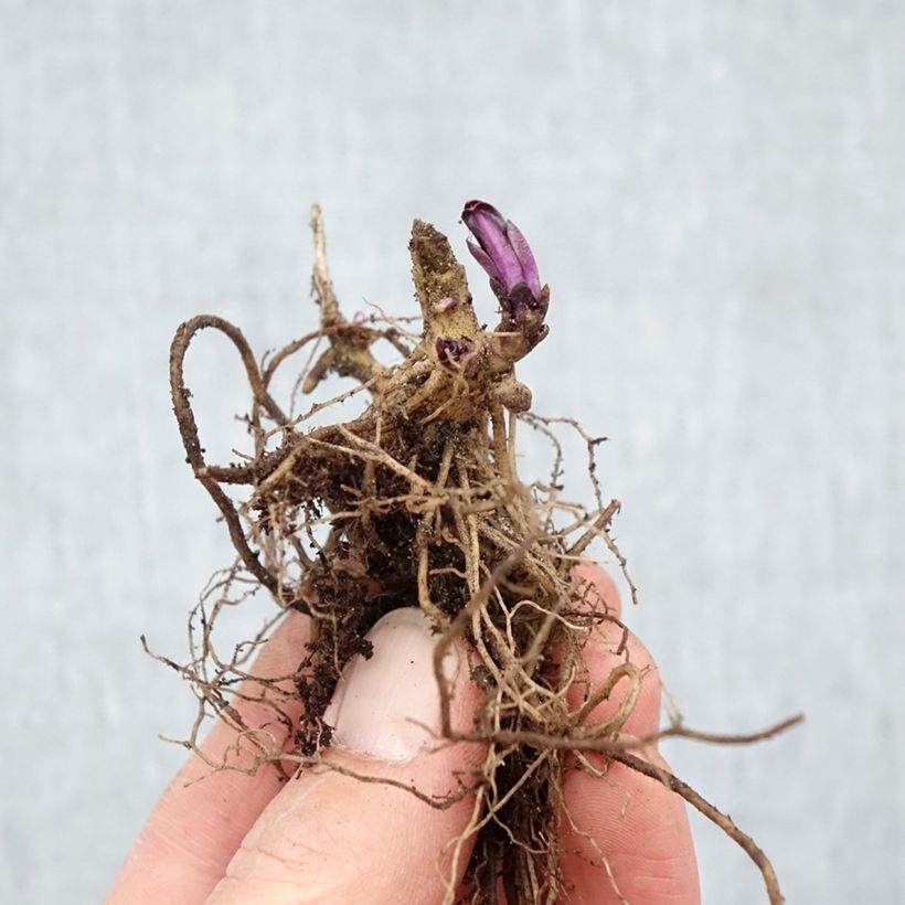 Spécimen de Phlox paniculata Starfire Racines nues tel que livré en hiver