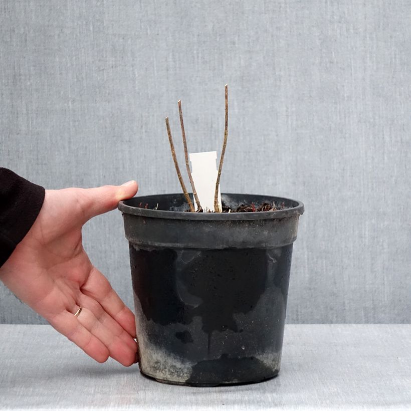 Spécimen de Phlox paniculata Stars and Stripes Pot de 2L/3L tel que livré en hiver