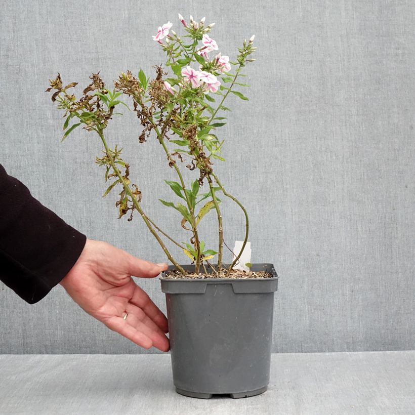 Spécimen de Phlox paniculata Twister Pot de 2L/3L tel que livré en automne