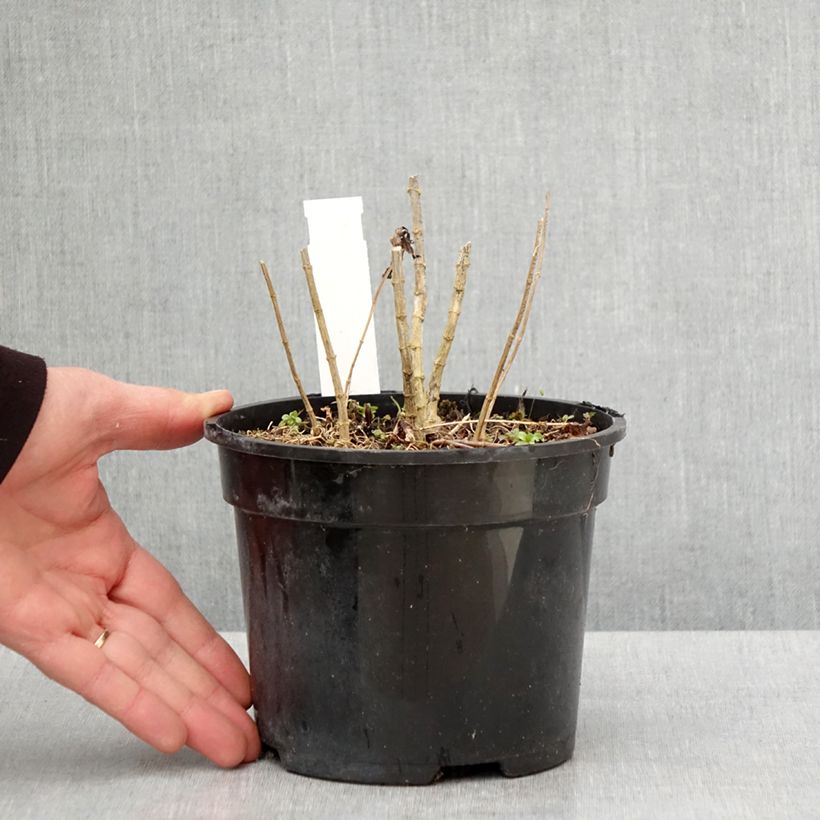 Spécimen de Phlox paniculata Younique Cerise Pot de 2L/3L tel que livré au printemps