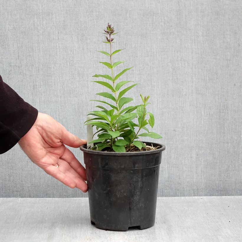 Example of Phlox paniculata Younique Old Blue Pot de 2L/3L as you get in automne