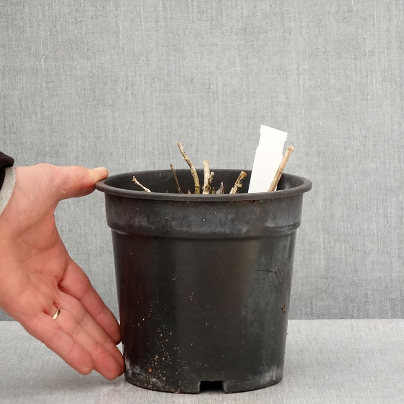 Spécimen de Phlox paniculata Younique Old Pink Pot de 2L/3L tel que livré au printemps