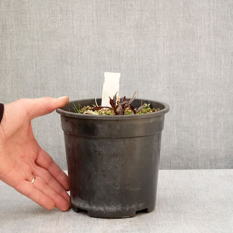 Example of Phlox paniculata Younique Old Purple Pot de 2L/3L as you get in printemps