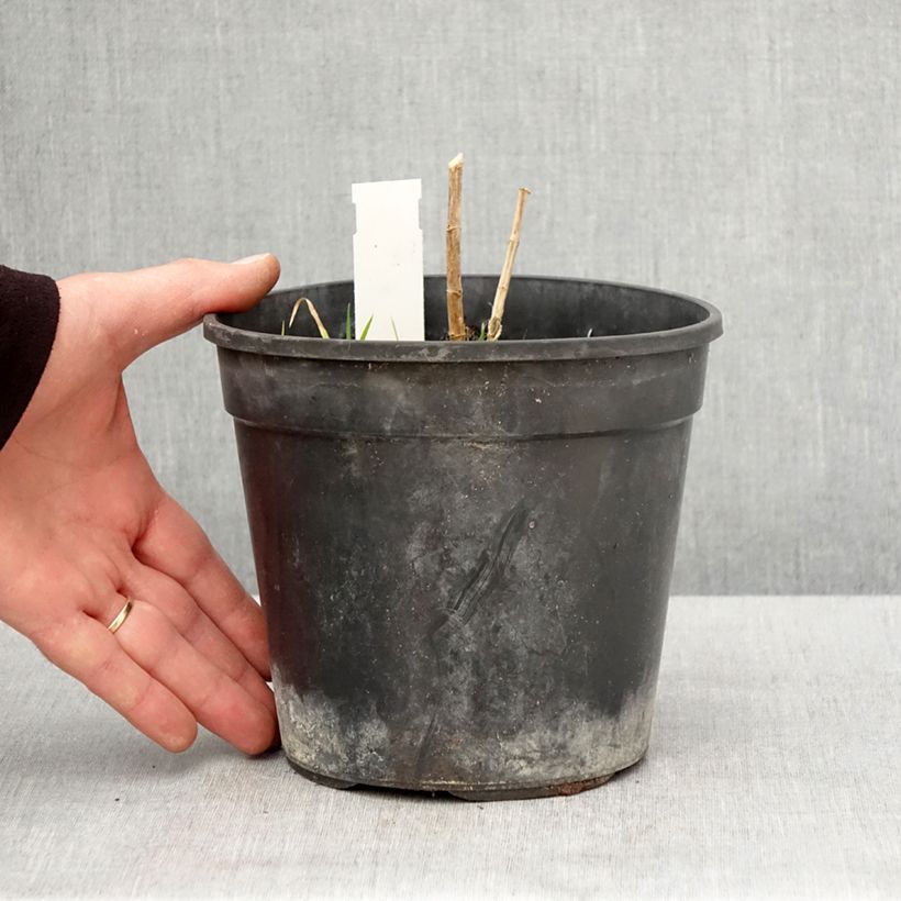 Spécimen de Phlox paniculata Younique Orange Pot de 2L/3L tel que livré au printemps