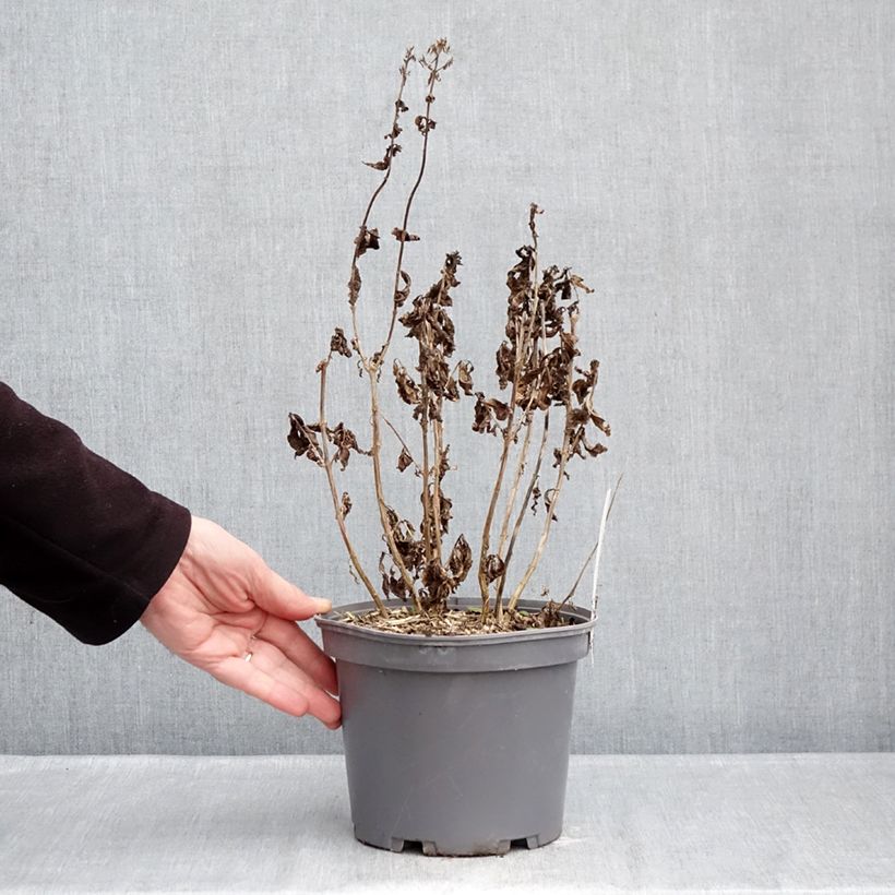 Example of Phlox paniculata Younique Red Pot de 2L/3L as you get in hiver