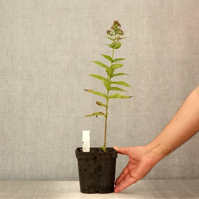Spécimen de Phlox paniculata Younique Trendy Pot de 2L/3L tel que livré en été