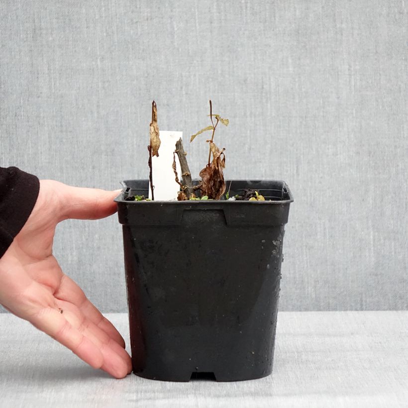 Spécimen de Phlox paniculata Younique Trendy Pot de 2L/3L tel que livré en hiver