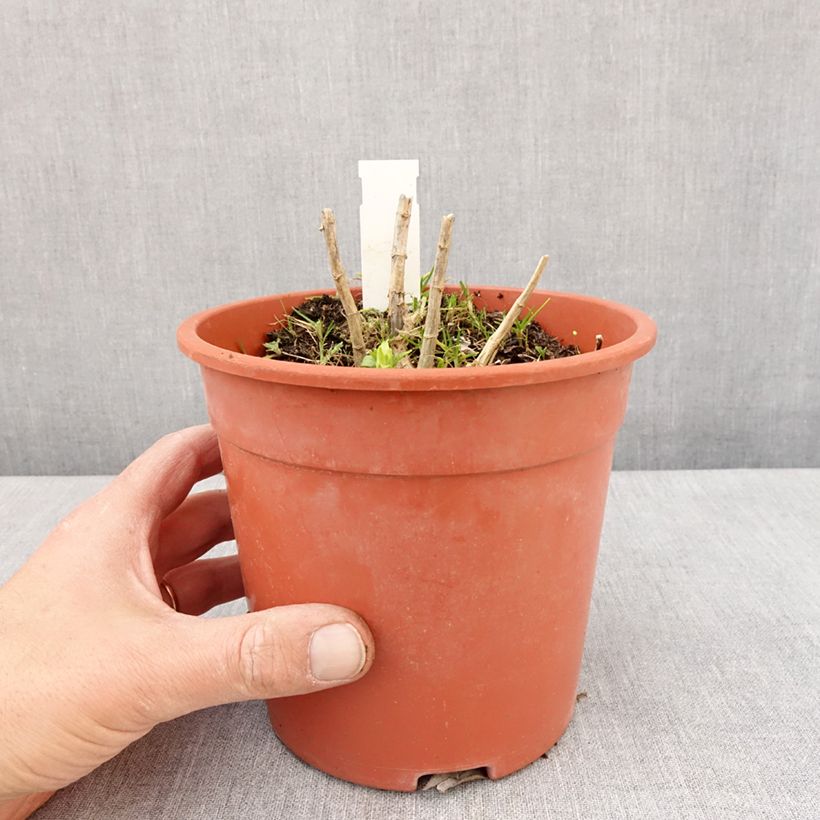 Example of Phlox paniculata Younique White Pot de 2L/3L as you get in printemps