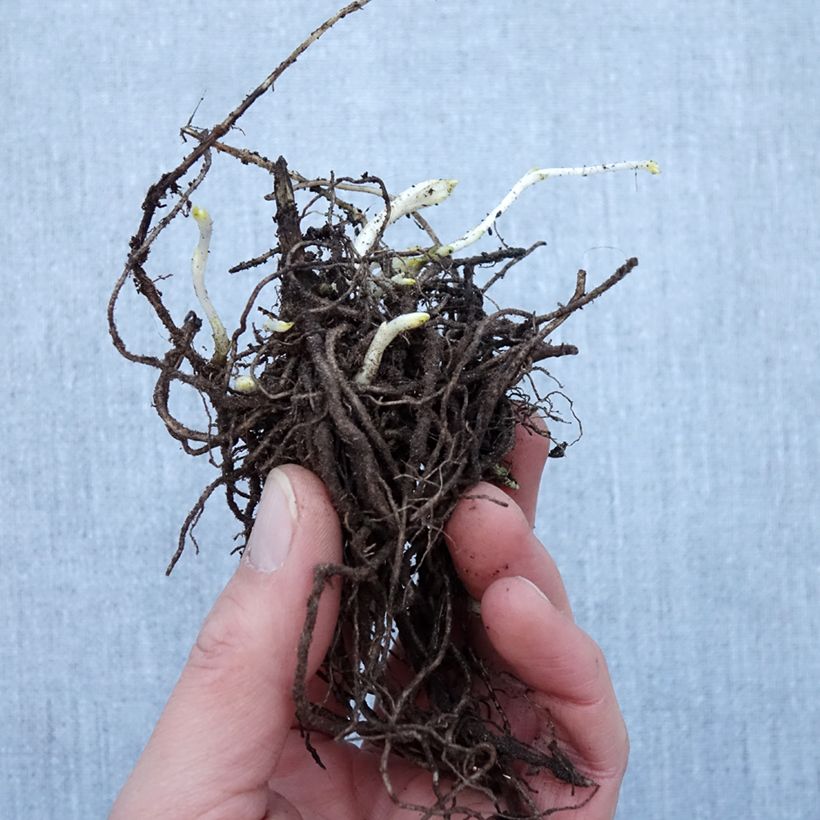 Example of Phlox paniculata Younique White Racines nues, Qualité Extra équivalant à un pot de 2L as you get in hiver