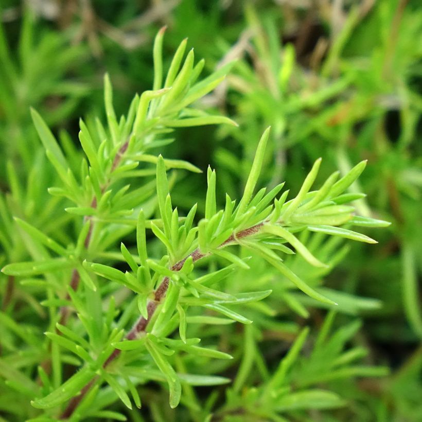 Phlox subulata McDaniel's Cushion - Phlox mousse (Foliage)