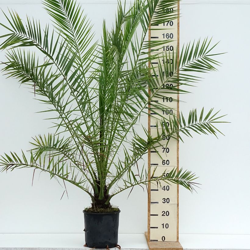 Spécimen de Phoenix canariensis - Palmier dattier des Canaries Pot de 12L/15L tel que livré en été